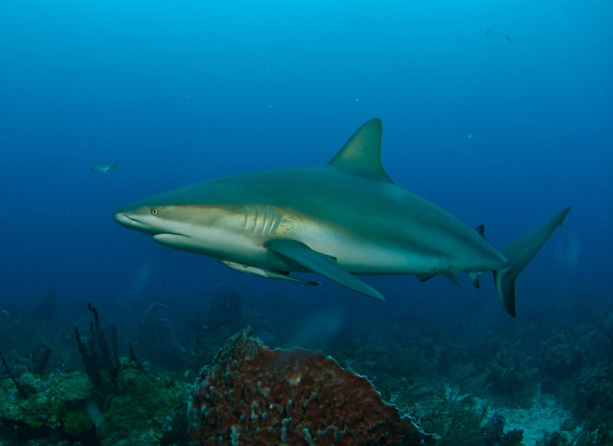 caribbean-reef-shark.jpg