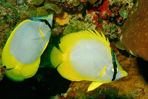 spotfin-butterfly-fish.jpg