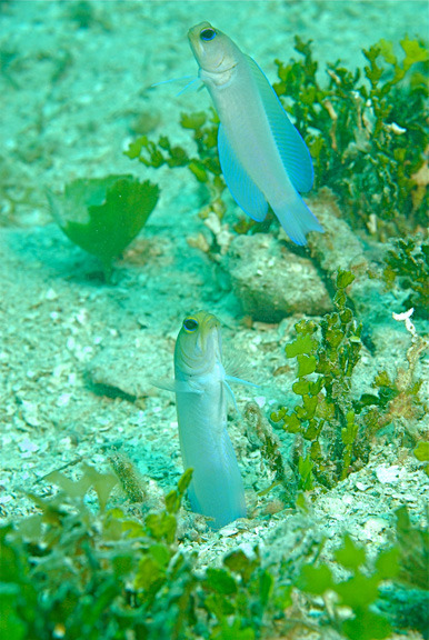 yellow-head-jawfish.jpg